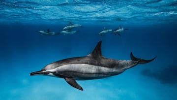 Delfines giradores o acr&oacute;batas de hocico largo, de caza.