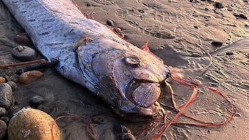 The deep-sea oarfish, a harbinger of bad news, has been spotted again on the coast of California.