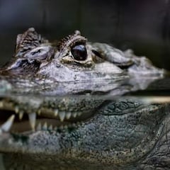 Nace un cocodrilo del Nilo en Zaragoza