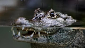 Nace un cocodrilo del Nilo en Zaragoza