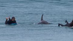 Una cría de orca se une a una sesión de surf