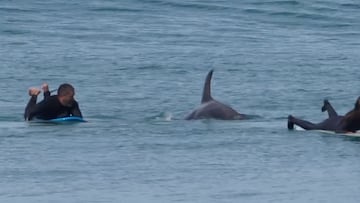 Una cría de orca entre dos surfistas en Nueva Zelanda
