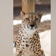Un guepardo ataca a su cuidador al oler a jirafa