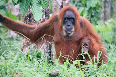 Población en 1990: 11.000.
Población en 2025: 15.000.

El orangután de Sumatra (Pongo abelii) es una de las tres especies existentes de orangutanes. Viven sólo en la isla indonesia de Sumatra. Se diferencian de las otras especies de orangután más que nada en su tamaño, siendo esta especie más pequeña. Los orangutanes de Sumatra, uno de los 11 mamíferos más raros protegidos por las leyes de vida silvestre de Indonesia desde 1931, enfrentan varios problemas ambientales inducidos por el hombre, como la deforestación, que amenazan su existencia. Además los cazadores furtivos cazan a las madres para vender a las crías en el mercado negro de especies exóticas.
En los últimos años es la única especie de orangután que aumenta en población en libertad, el Gobierno de Indonesia trata de proteger a esta especie de los furtivos y de las empresas madereras que talan las zonas donde habitan estos orangutanes.