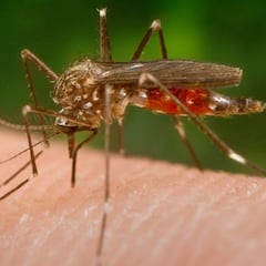 Cuáles son los síntomas del mosquito presente en Sevilla que transmite el virus del Nilo