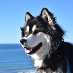 El adorable husky que le da los buenos días a su dueño cada mañana de una manera diferente: “Su forma especial de decirlo”