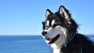 Malamute husky dog looking out over the ocean.