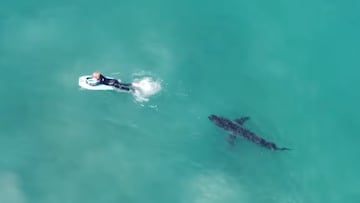 Tiburón blanco persiguiendo a un niño en bodyboard