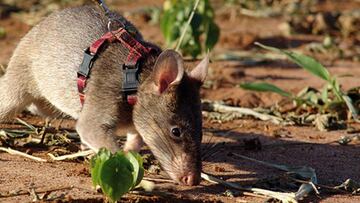 rata de gambia