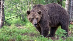 Alarma por los ataques de osos en Japón
