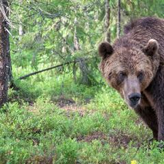 Italia debate si sacrificar la osa que mató a un runner