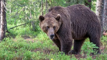 Oso pardo en el bosque, a cuatro patas.
