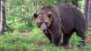 Oso pardo en el bosque, a cuatro patas.