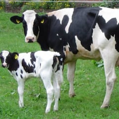 Se investiga si la leche de vaca inmune es eficaz contra la COVID-19