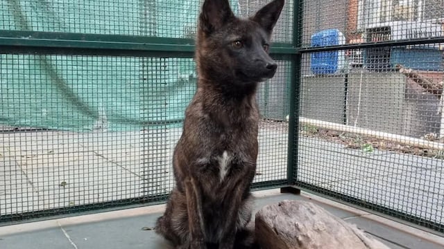 Dogxim, as this strange specimen is known, did not have the best luck.