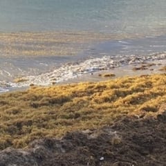 Asombro en Alemania por la especie invasora que se expande por las “hermosas playas de España”