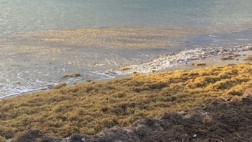 Rugulopteryx okamurae y Sargassum sp. en descomposición en la playa de la isla de Faial, Azores.