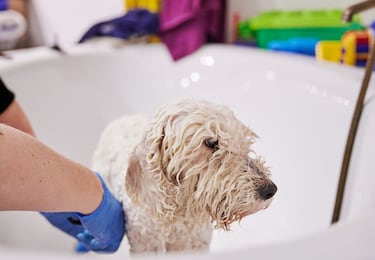 Does your dog dread the groomers? Tips from the experts on how to make the experience less stressful for your pup