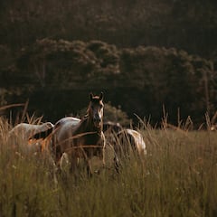 Australia sacrificará a miles de caballos salvajes