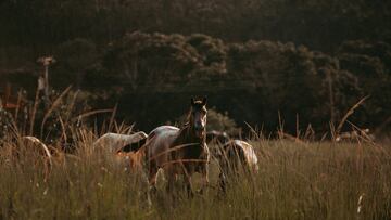 Australia sacrificará a miles de caballos salvajes