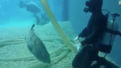 Un pez se acerca a un buceador que estaba limpiando un acuario para pedirle caricias. 