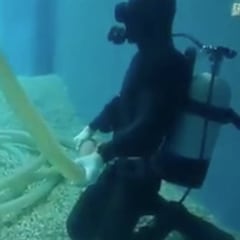 Un buceador recibe una extraña petición por parte de un pez