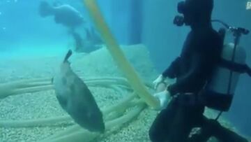 Un pez se acerca a un buceador que estaba limpiando un acuario para pedirle caricias.