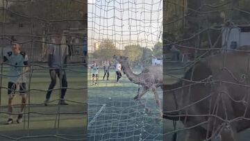En pleno juego de futbol se metió un camello al campo