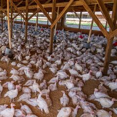 Mueren asfixiados 30.000 pollos en un incendio en Granada