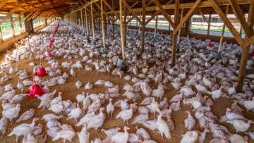 Mueren asfixiados 30.000 pollos en un incendio en Granada