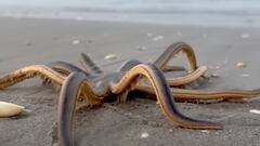 Una playa surfera de Florida, en alerta por las estrellas de mar
