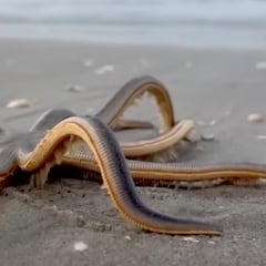 Una playa surfera de Florida, en alerta por las estrellas de mar