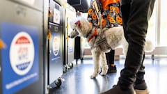 Who is leading the latest polls in the presidential race? Donald Trump or Kamala Harris?