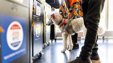 With over a week left in the campaign period, the latest polls show Kamala Harris and Donald Trump in a dead heat, indicating a race too close to call.