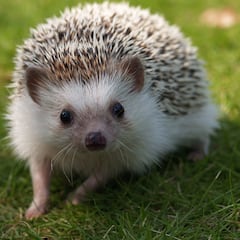 Es un gran roedor y solo hay 137 especies registradas: el curioso animal que solo se encuentra en Colombia