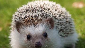 Es un gran roedor y solo hay 137 especies registradas: el curioso animal que solo se encuentra en Colombia