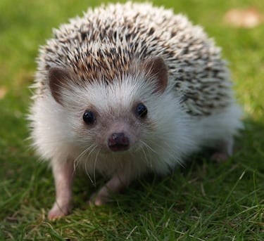 Las mascotas que no puedes tener en casa con la nueva Ley de Bienestar Animal