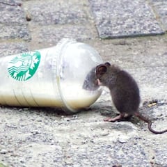 Ni más agresivas ni más peligrosas: las ratas negras vistas en Madrid son asustadizas