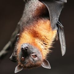 Hallazgo "fascinante y bastante aterrador" relacionado con el coronavirus