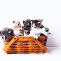 A study reveals the origin of cats’ purring