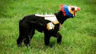 Iniciativa de Blizzard presenta a mascotas en cosplays inspirados en Hearthstone