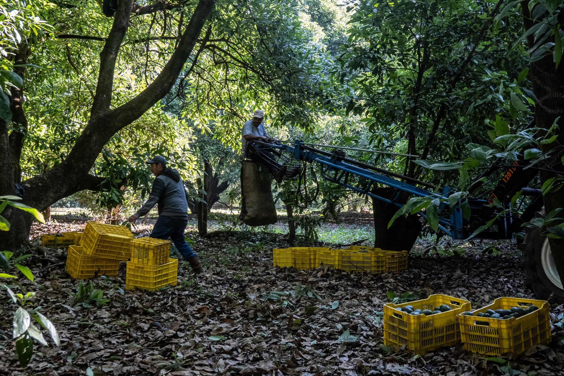 Worries grow over future of H-1B, H-2A and H-2B visa program under ...