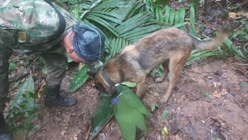 Fueron encontrados con vida los 4 niños desaparecidos en Guaviare tras el accidente de una avioneta.