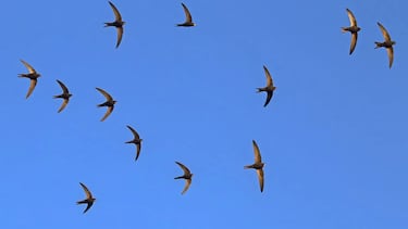 El increíble animal que puede pasar casi un año sin tocar el suelo: come, duerme e incluso copula en pleno vuelo