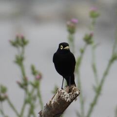 Organizaciones luchan por la conservación del humedal Río Teno