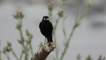 Organizaciones luchan por la conservación del humedal Río Teno