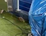 Hay ratas en el Camp Nou