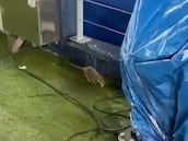 Hay ratas en el Camp Nou