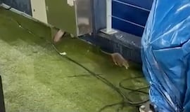 Hay ratas en el Camp Nou