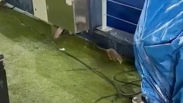 Hay ratas en el Camp Nou